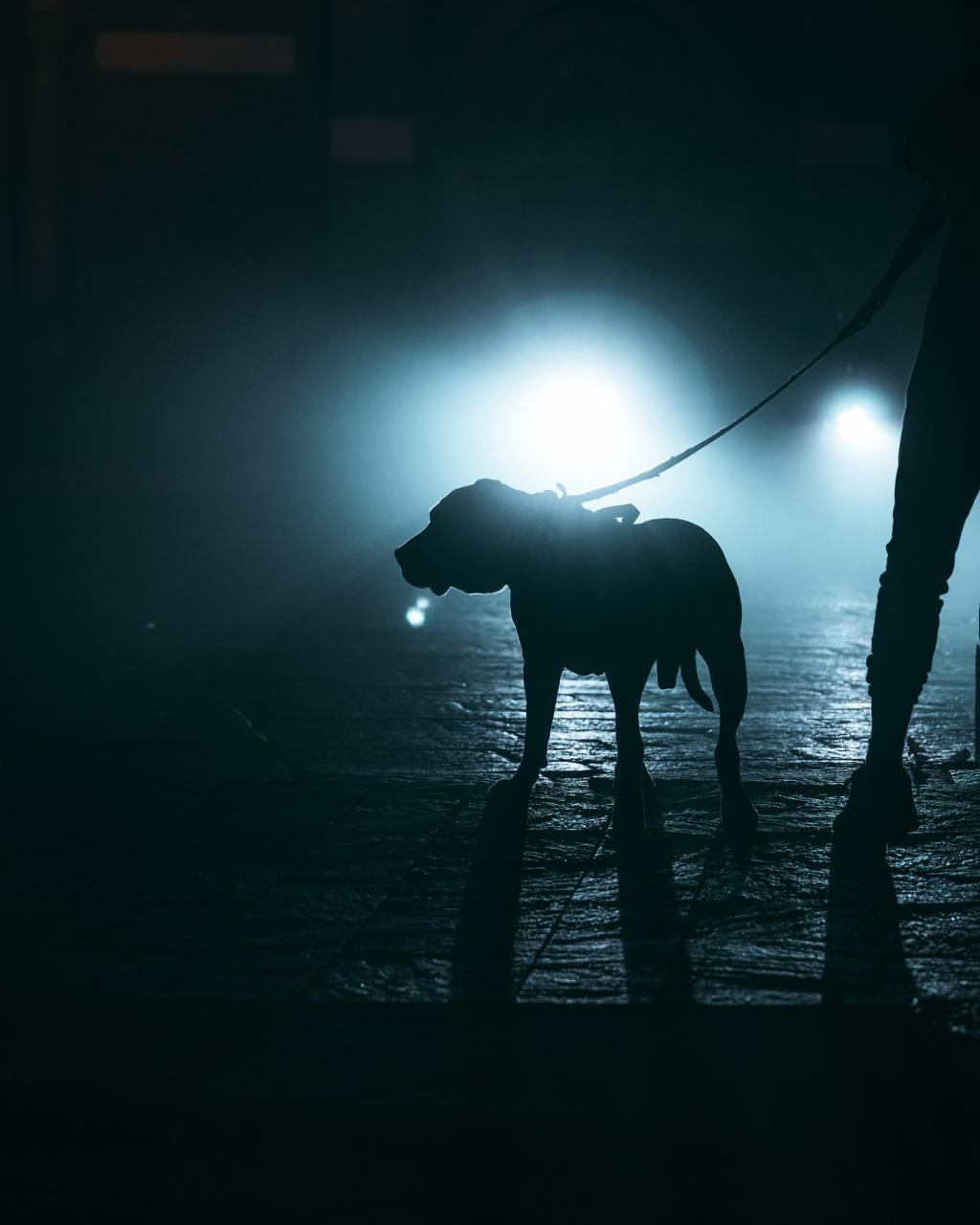 CYBERDOGZ “Trainer” Song&nbsp;Release